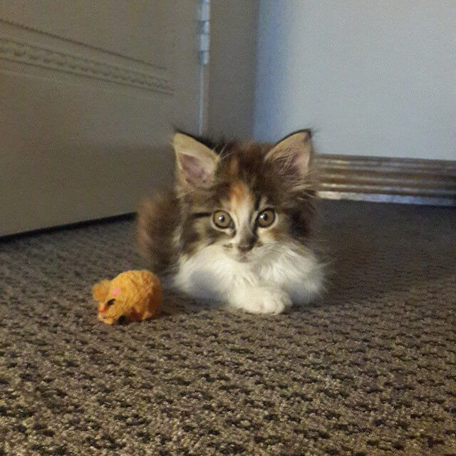 How To Integrate a Kitten into a Household of Cats Sparkle Ellie