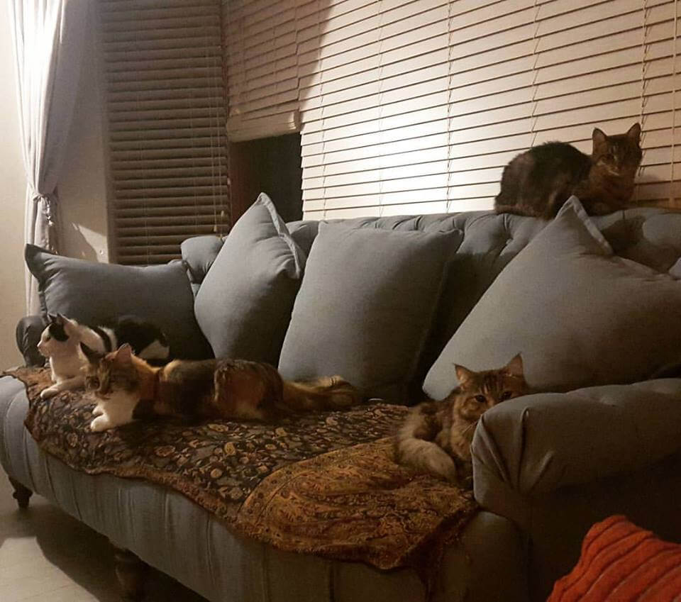 How To Integrate a Kitten into a Household of Cats Sparkle Ellie