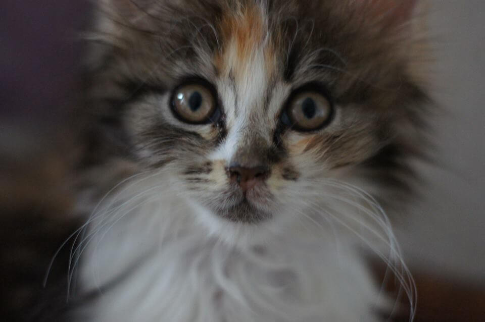 How To Integrate a Kitten into a Household of Cats Sparkle Ellie