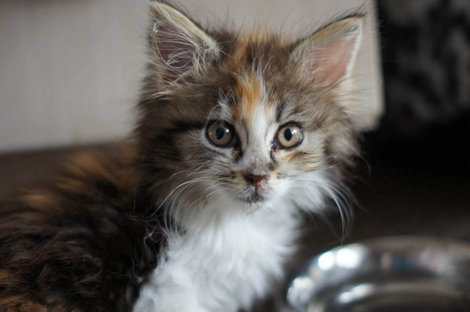 How To Integrate a Kitten into a Household of Cats Sparkle Ellie