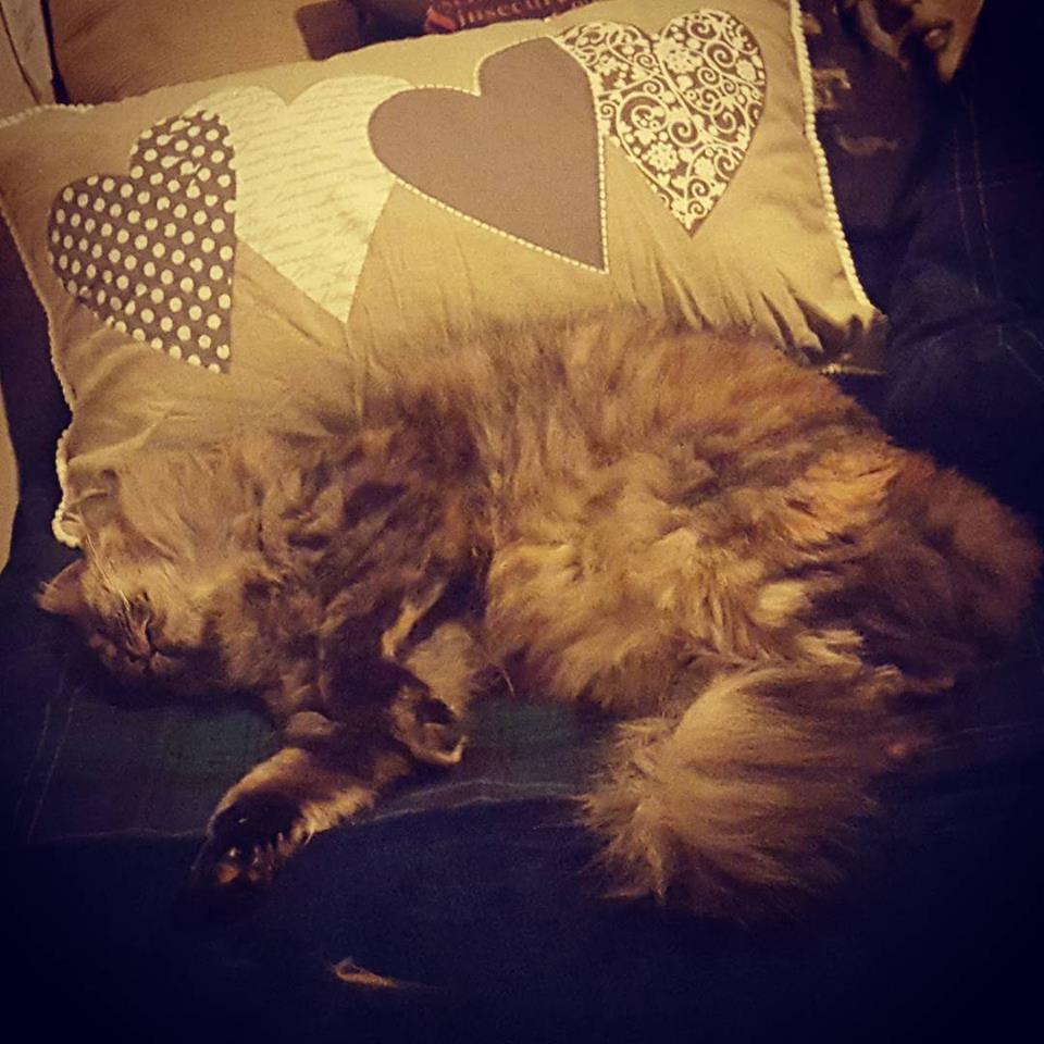 How To Integrate a Kitten into a Household of Cats Sparkle Ellie