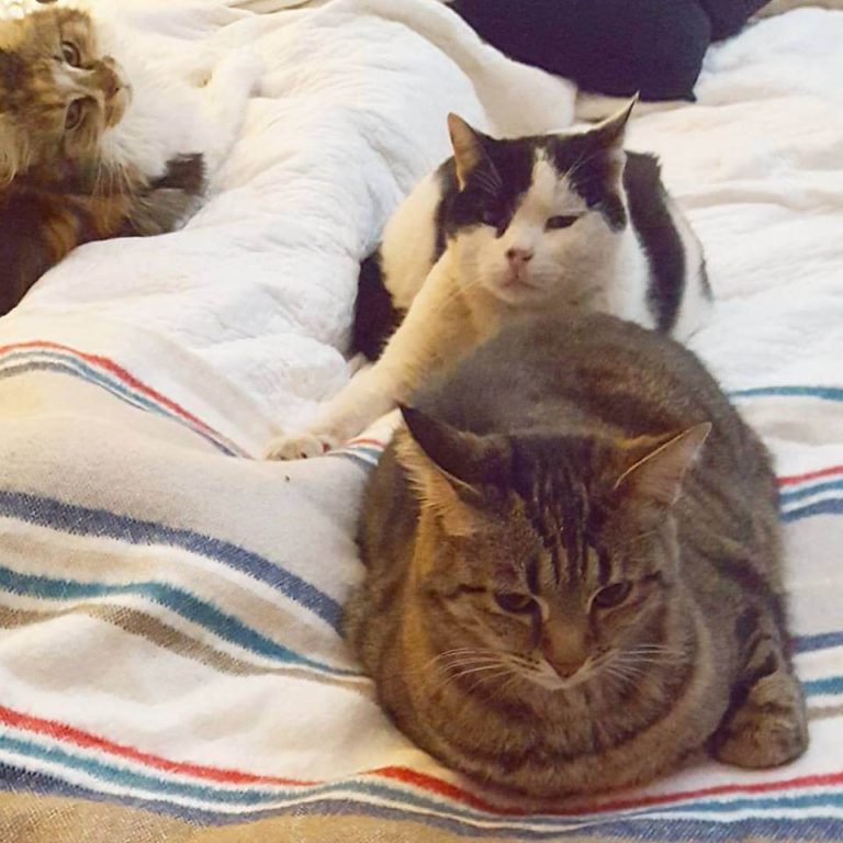 How To Integrate a Kitten into a Household of Cats Sparkle Ellie