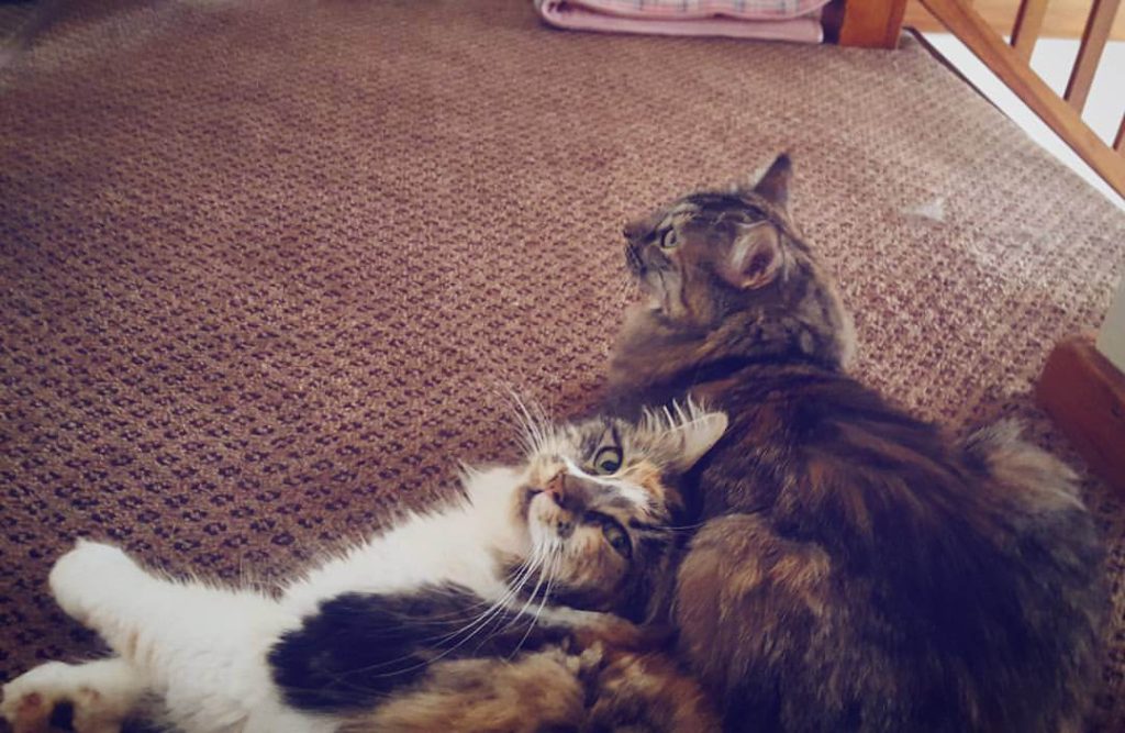 How To Integrate a Kitten into a Household of Cats Sparkle Ellie