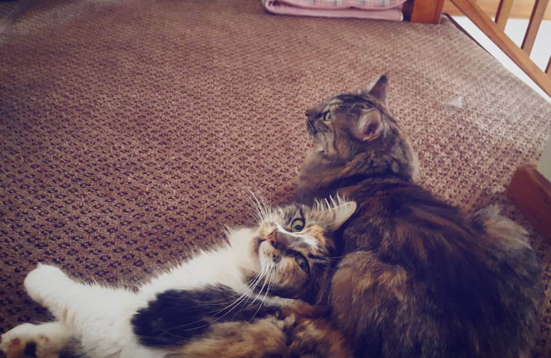 How To Integrate a Kitten into a Household of Cats Sparkle Ellie