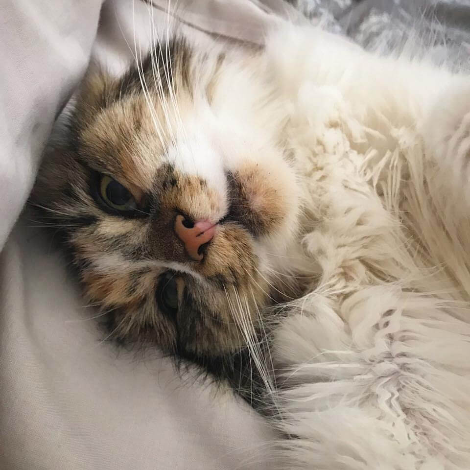 How To Integrate a Kitten into a Household of Cats Sparkle Ellie