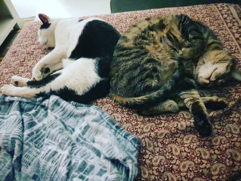 How To Integrate a Kitten into a Household of Cats Sparkle Ellie