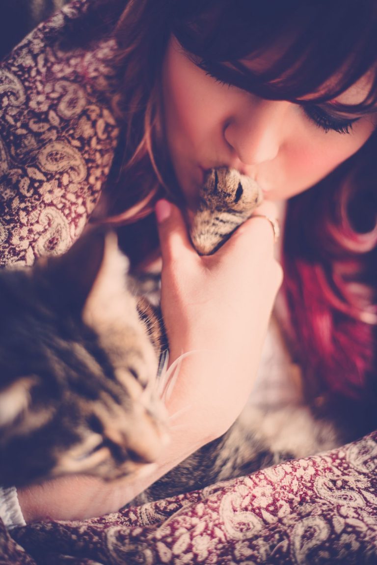 How To Integrate a Kitten into a Household of Cats Sparkle Ellie