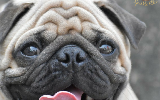 21 Human ­Foods That Can Kill Your Dog