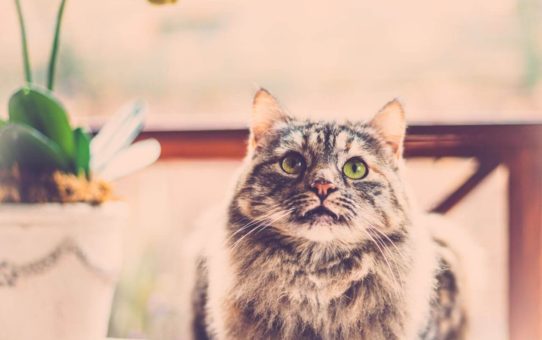 15+ Foods Toxic To Your Cat