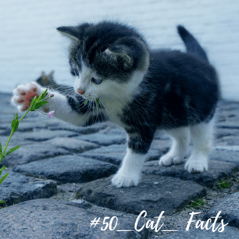 50 JawDropping Cat Facts Sparkle Ellie