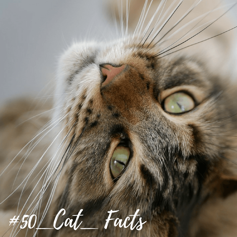 50 Jaw Dropping Cat Facts Sparkle Ellie