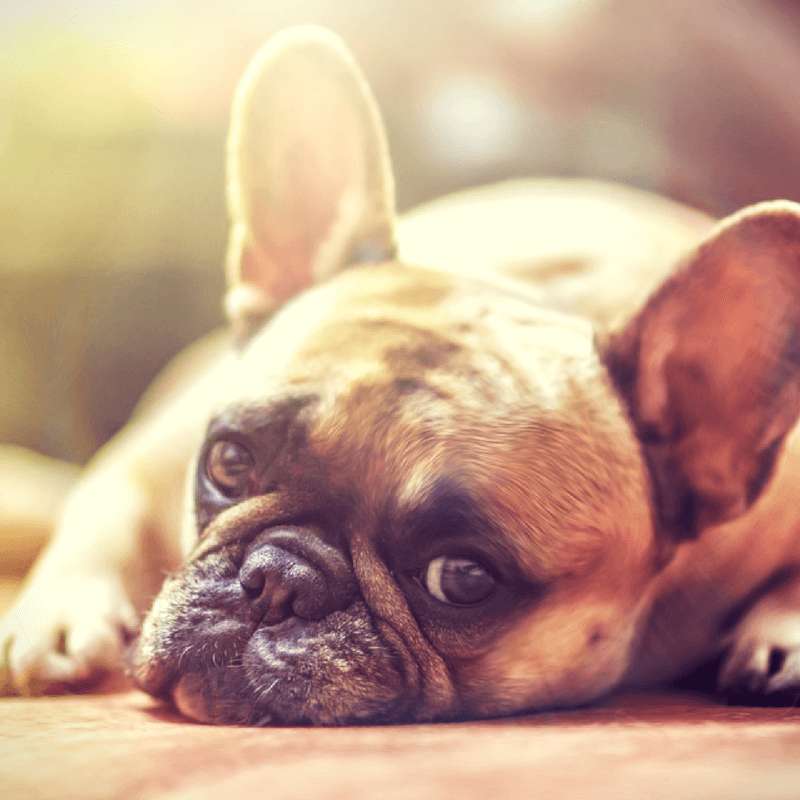 Did You Know? 15 Amazing Facts About Your Dog
