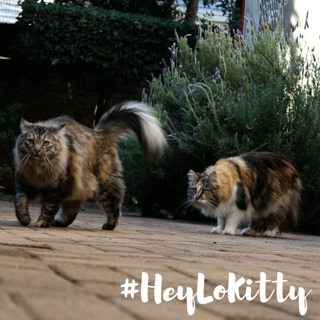 How To Greet & Interact With A Cat A Concise Guide Sparkle Ellie