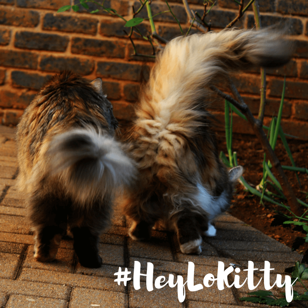 How To Greet & Interact With A Cat A Concise Guide Sparkle Ellie