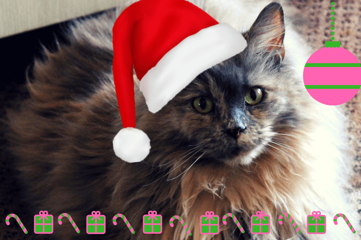 The Ultimate Gifts You Can Give Your Pets This Festive Season