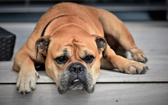 13 Signs Your Doggy is Sick
