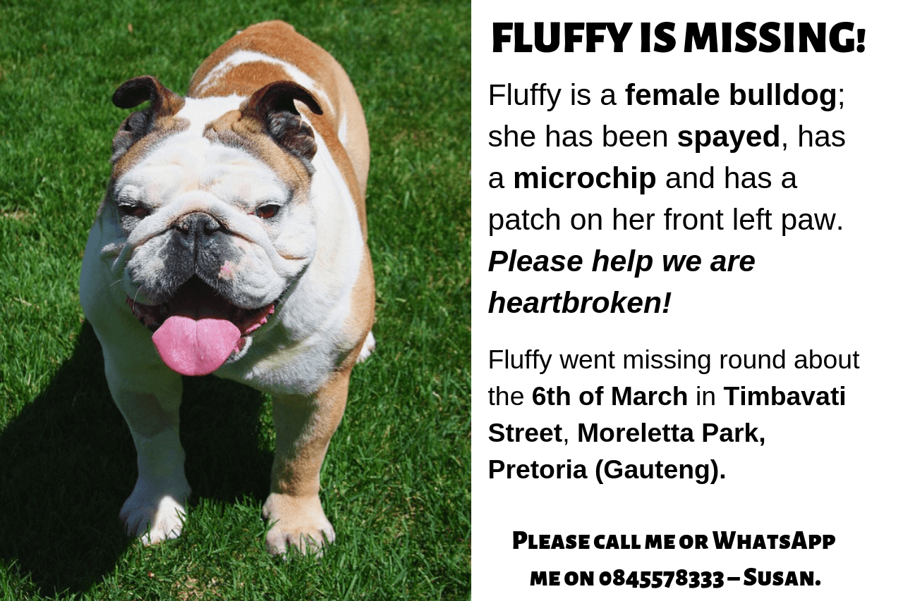 What To Do When Your Pet Goes Missing Sparkle Ellie