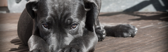 What To Do When Your Pet Goes Missing