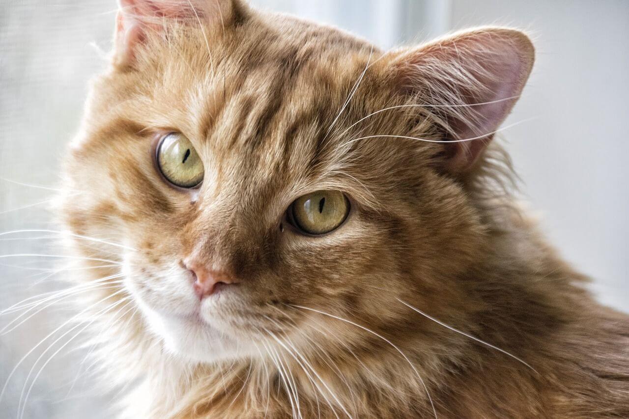 Why is My Cat Licking Me? Sparkle Ellie