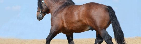 5 Biggest Horse Breeds of the World
