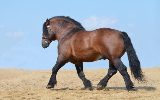 5 Biggest Horse Breeds of the World