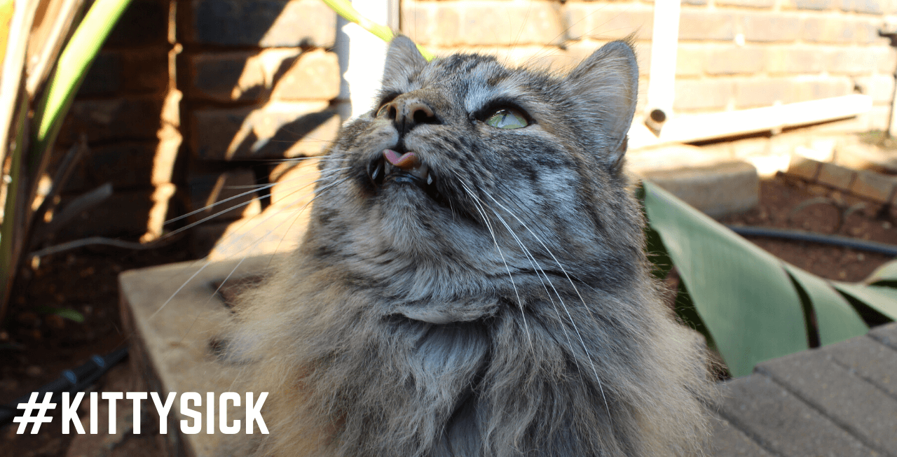 Signs that your cat or kitten may be sick Sparkle Ellie