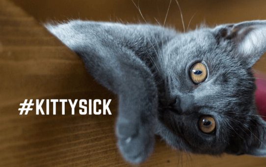 Signs that your cat or kitten may be sick