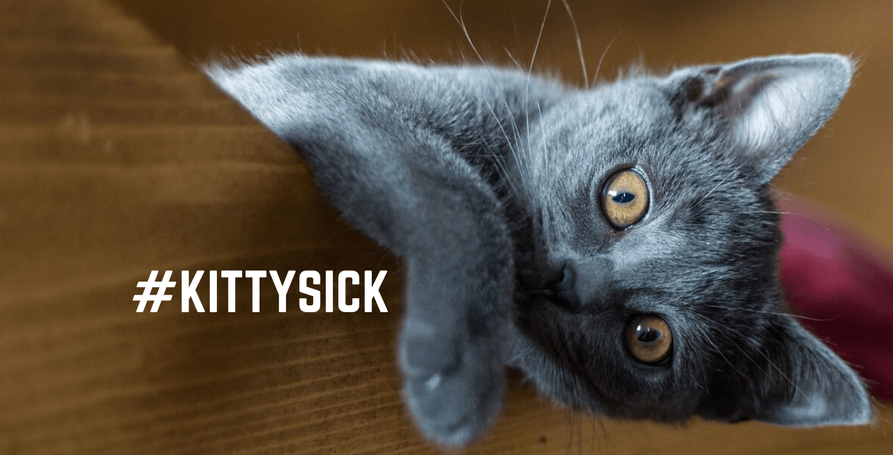 Signs that your cat or kitten may be sick