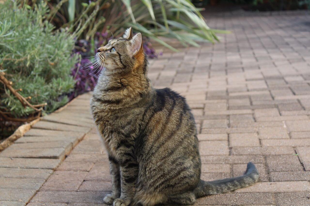 Why is my cat overgrooming? Sparkle Ellie