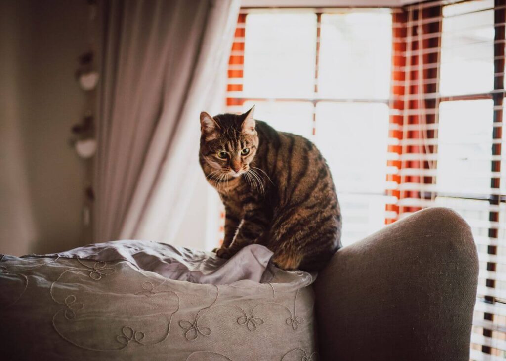 Why is my cat overgrooming? Sparkle Ellie